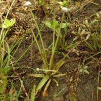 Eriocaulon quinquangulare L.